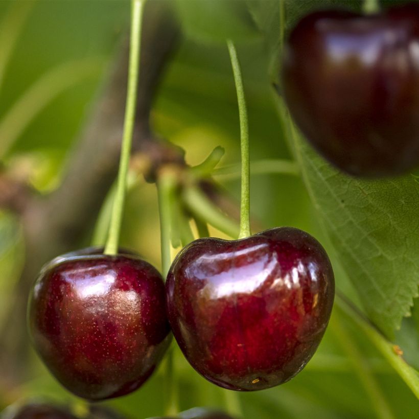 Cerisier nain Fruit Me Cherry Me Burlat (Récolte)