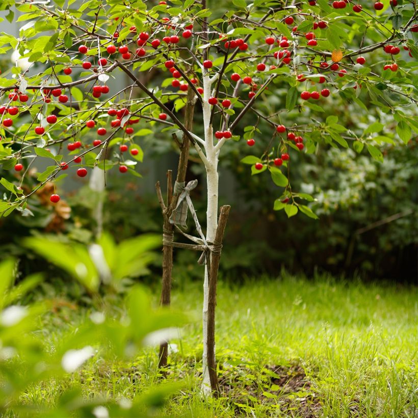 Cerisier nain Fruit Me Cherry Me Burlat (Port)