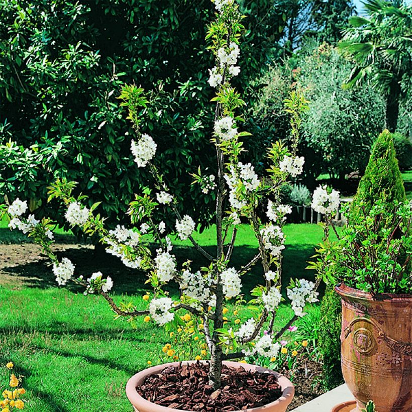 Cerisier nain Garden Bing (Floraison)