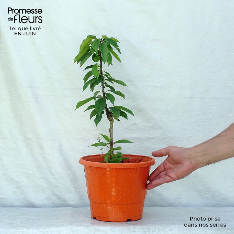 Spécimen de Cerisier nain Garden Bing en pot de 6L/7L tel que livré en été