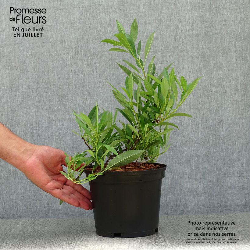 Spécimen de Cerisier nain rampant - Prunus pumila Depressa Pot de 2L/3L tel que livré en été