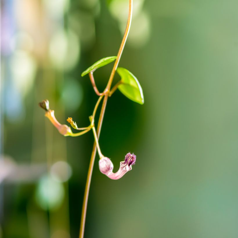 Ceropegia woodii - Chaîne des cœurs (Floraison)