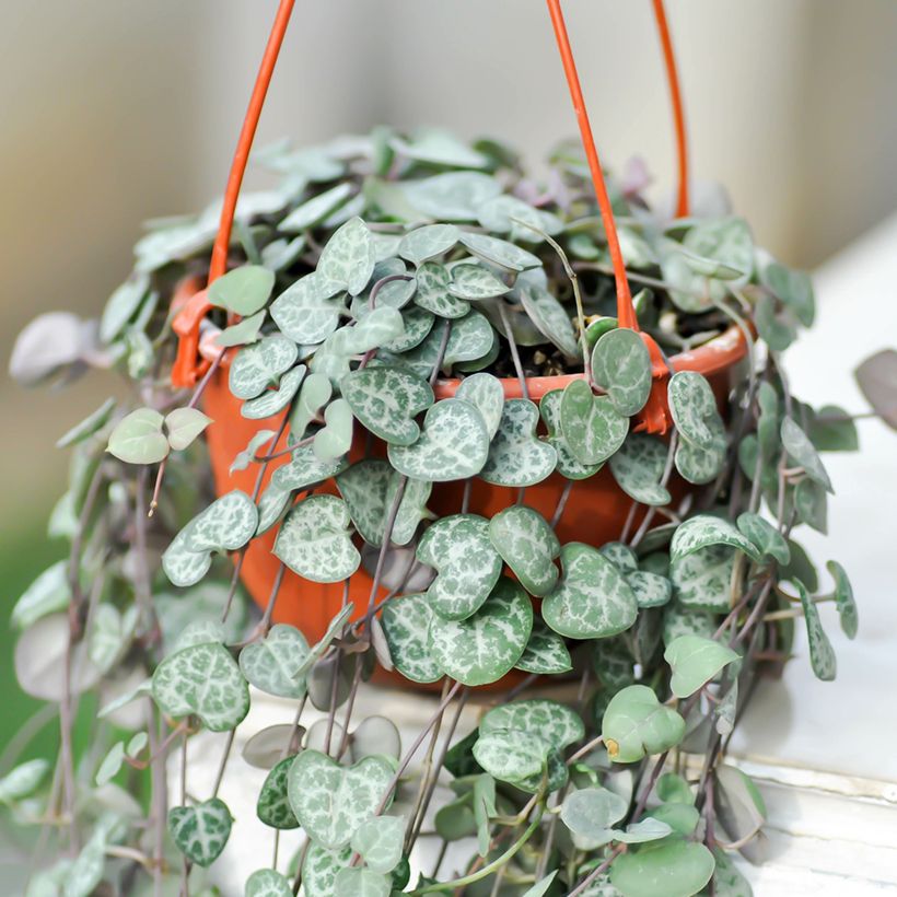 Ceropegia woodii - Chaîne des cœurs (Port)