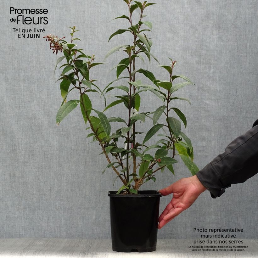 Spécimen de Cestrum elegans (purpureum) Rubrum  Pot de 4L/5L tel que livré en été