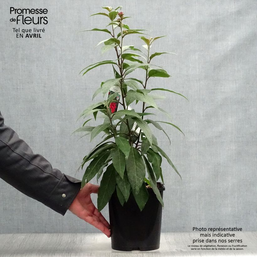 Spécimen de Cestrum elegans (purpureum) Rubrum  Pot de 4L tel que livré au printemps