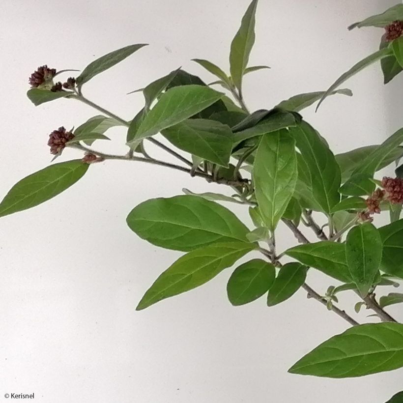 Cestrum elegans (purpureum) Rubrum  (Feuillage)