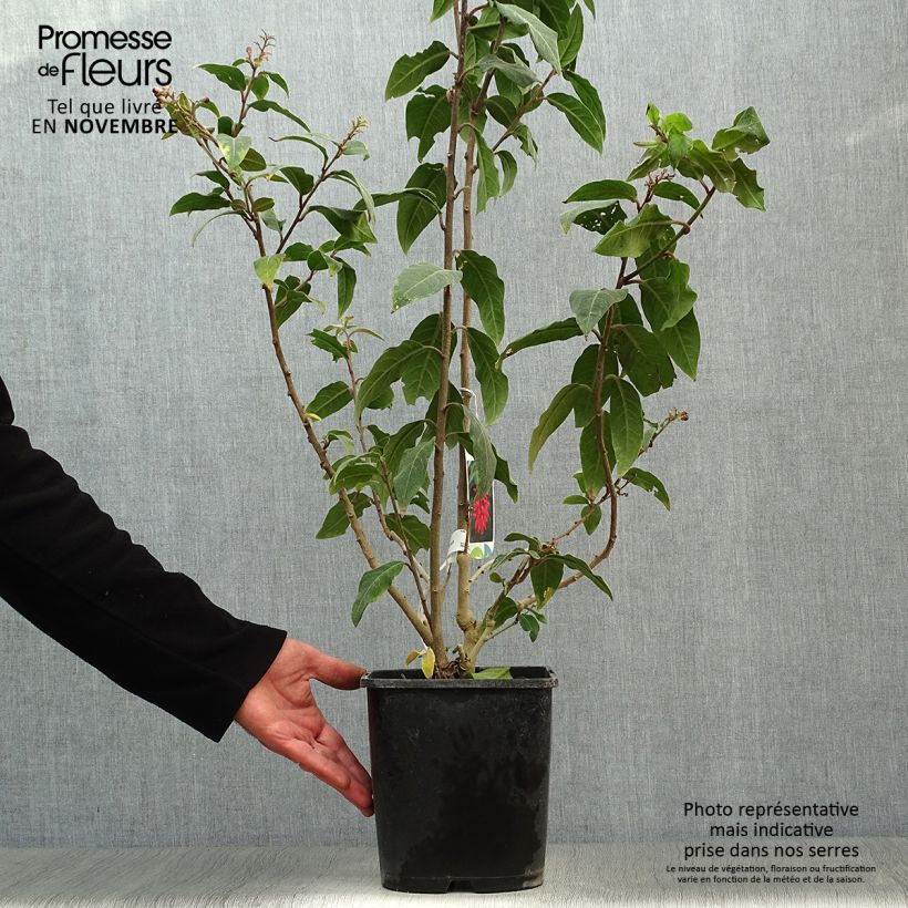 Spécimen de Cestrum elegans (purpureum) Rubrum  Pot de 4L/5L tel que livré en automne