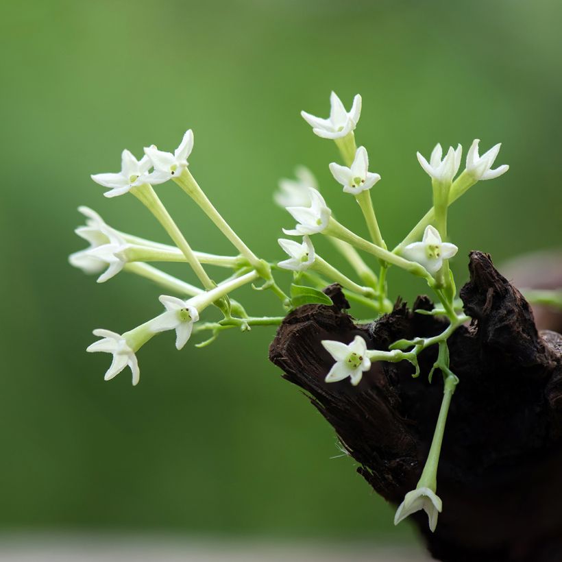 Cestrum nocturnum - Galant de nuit, Cestreau nocturne (Floraison)