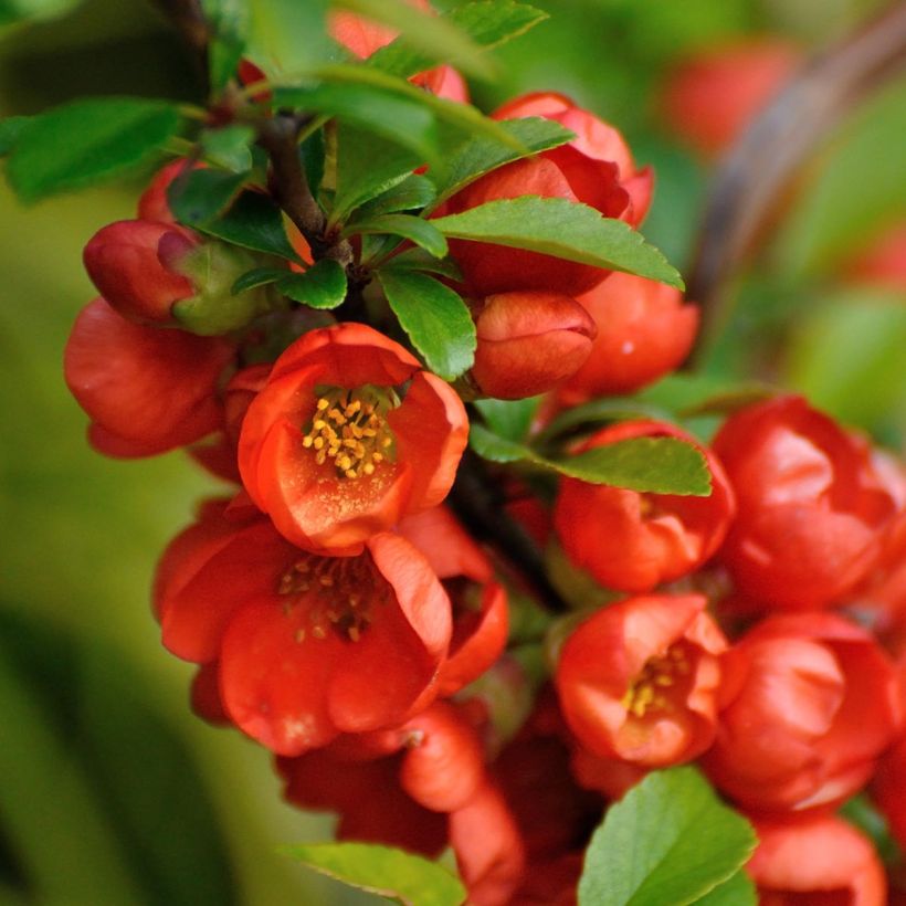 Cognassier du Japon - Chaenomeles japonica Orange Beauty (Floraison)