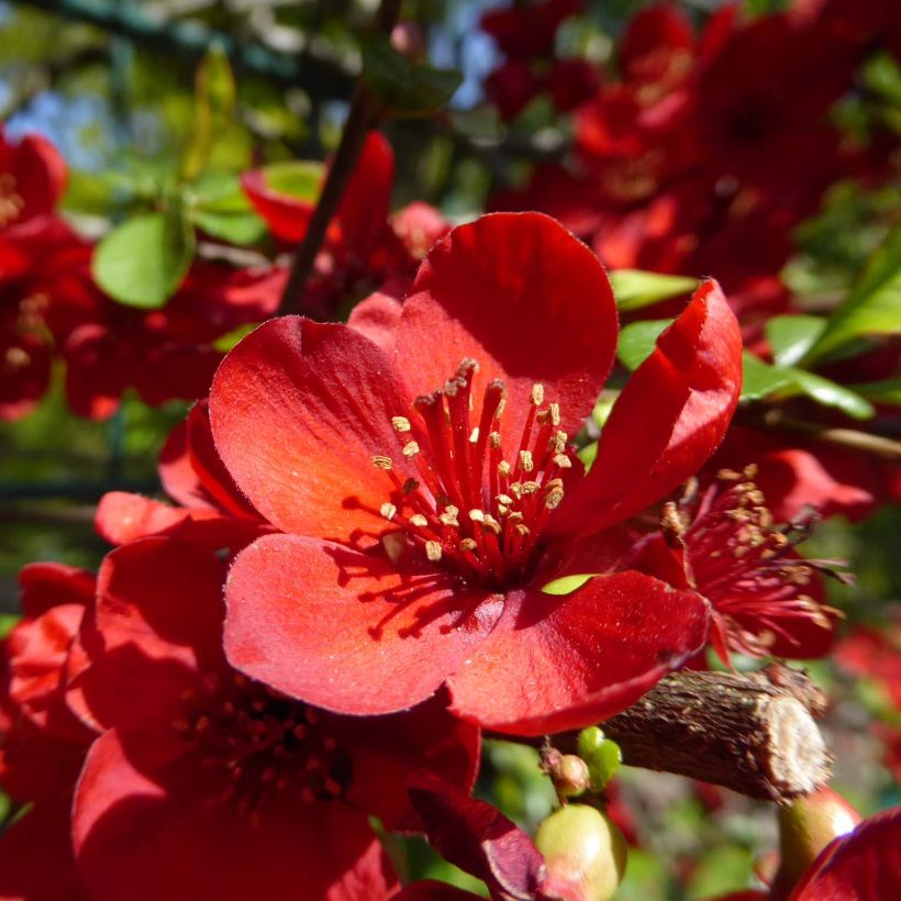 Cognassier du Japon Sargentii - Chaenomeles japonica (Floraison)