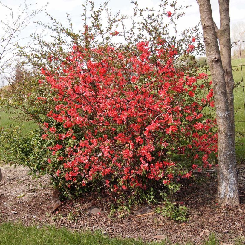 Cognassier du Japon Sargentii - Chaenomeles japonica (Port)