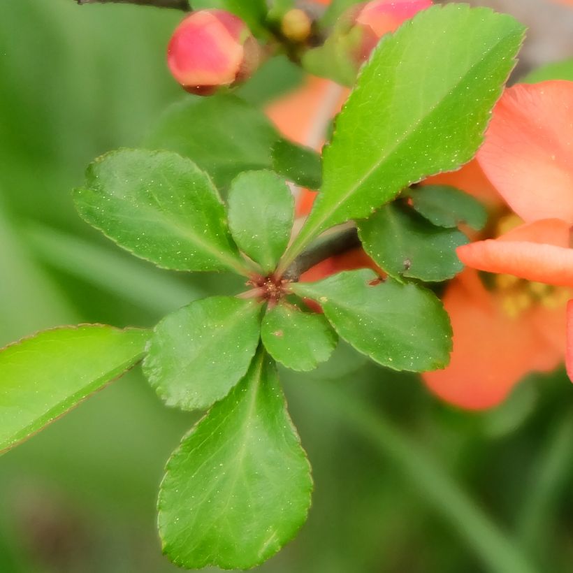 Chaenomeles japonica - Cognassier du Japon (Feuillage)