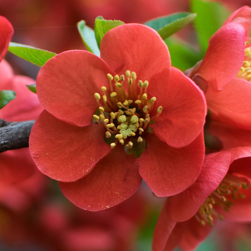 Chaenomeles japonica - Cognassier du Japon (Floraison)