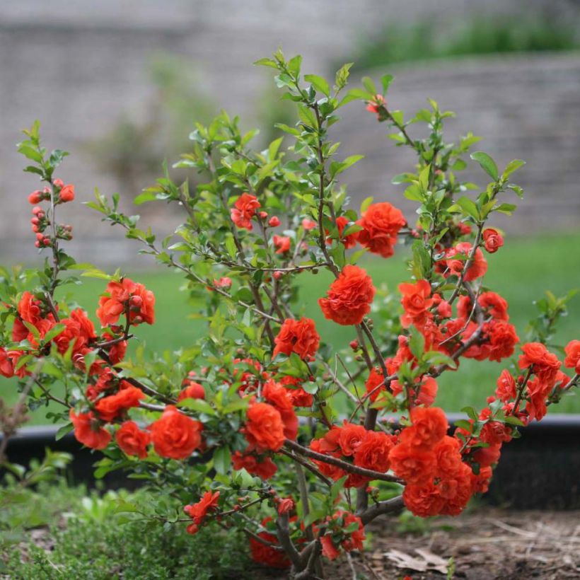 Cognassier du Japon Orange Storm - Chaenomeles speciosa (Port)