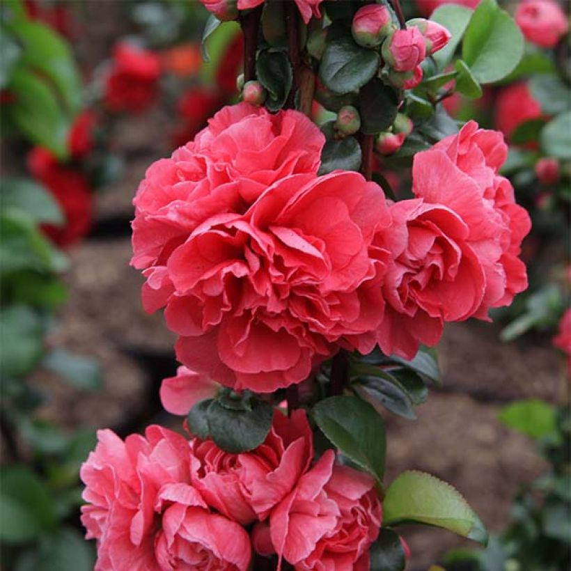 Cognassier du Japon Pink Storm - Chaenomeles speciosa  (Floraison)