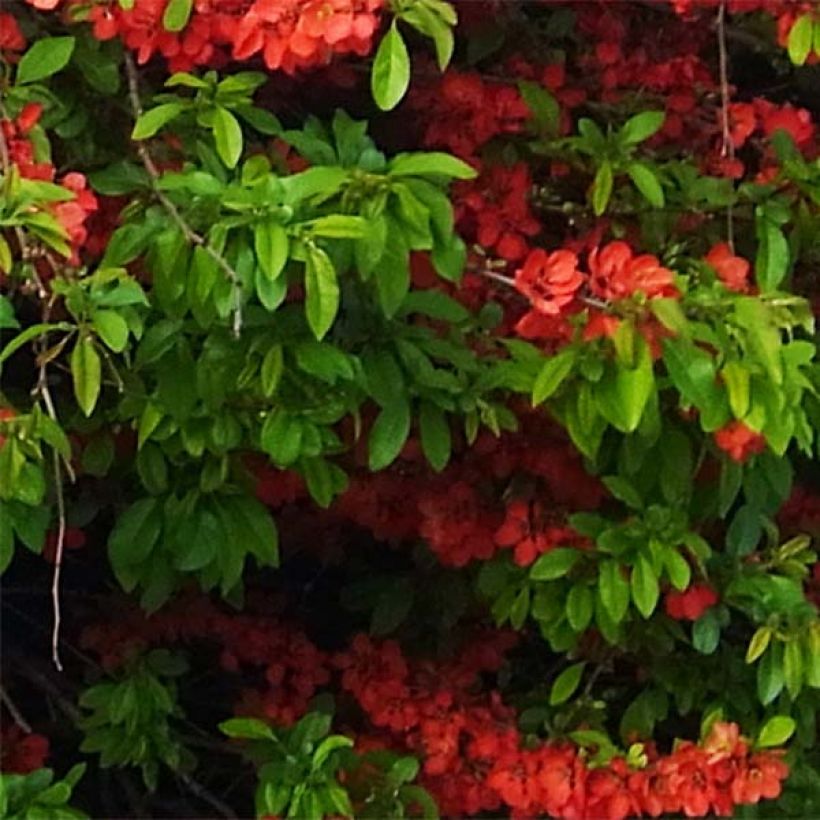 Cognassier du Japon Rubra - Chaenomeles speciosa (Feuillage)