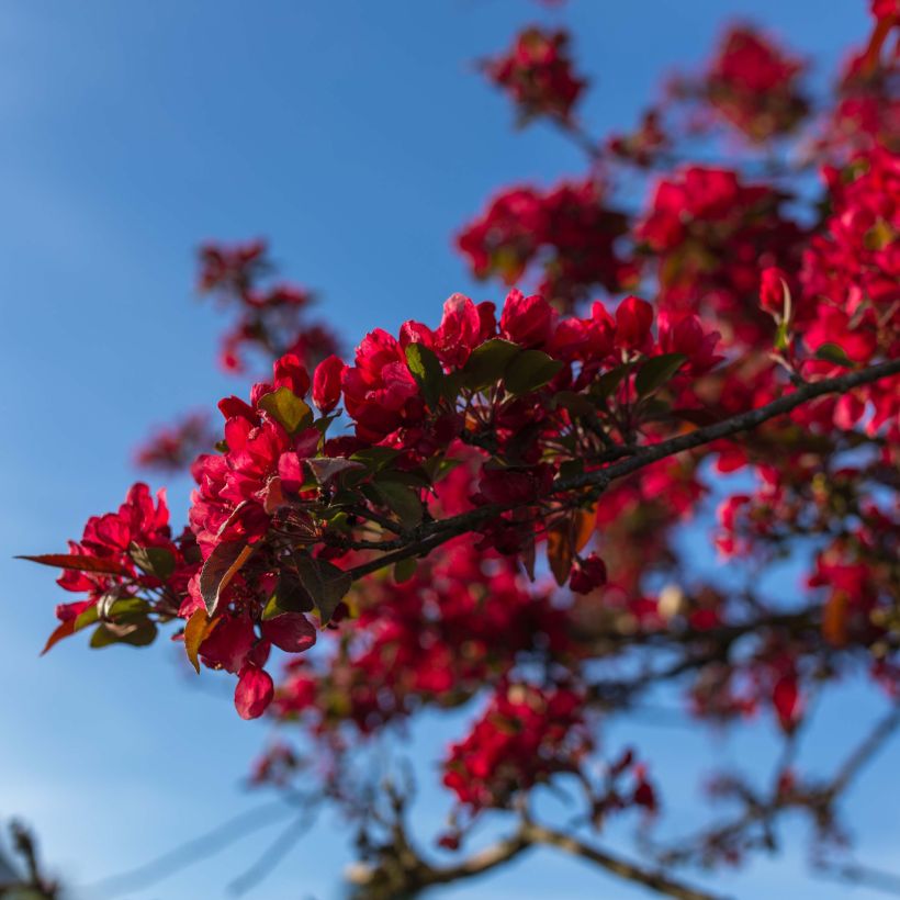 Cognassier du Japon Rubra - Chaenomeles speciosa (Floraison)