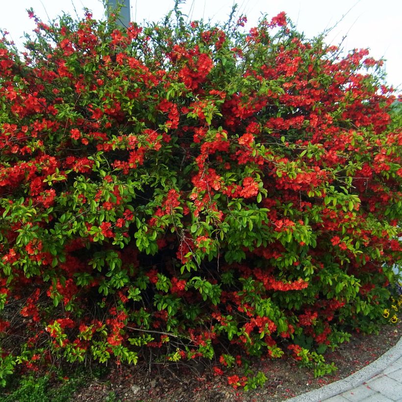 Cognassier du Japon Rubra - Chaenomeles speciosa (Port)