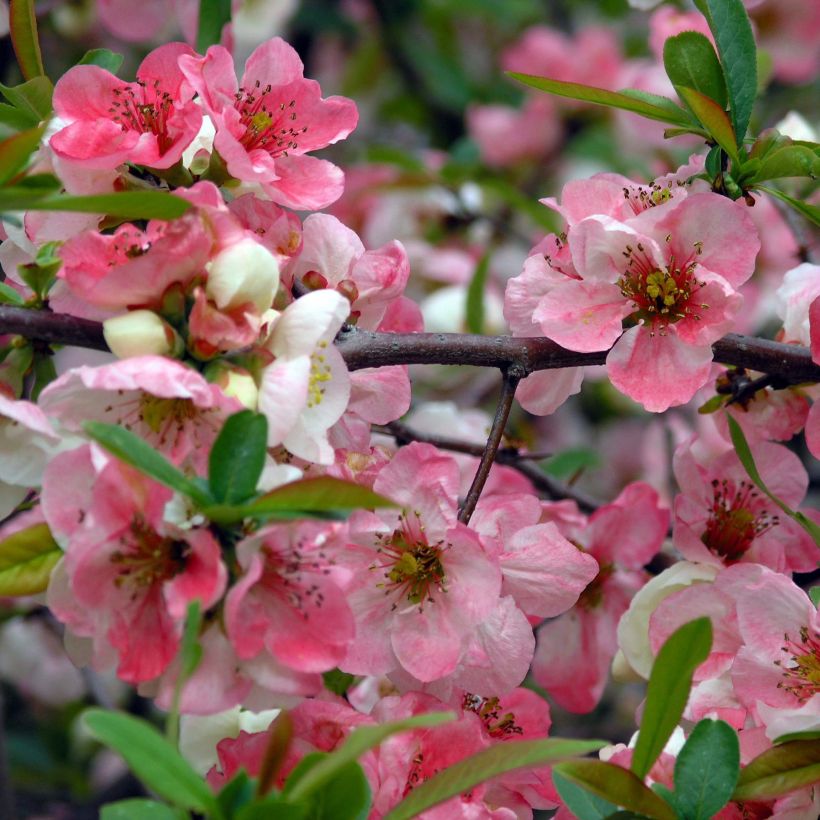 Cognassier du Japon Toyo-Nishiki - Chaenomeles speciosa (Floraison)