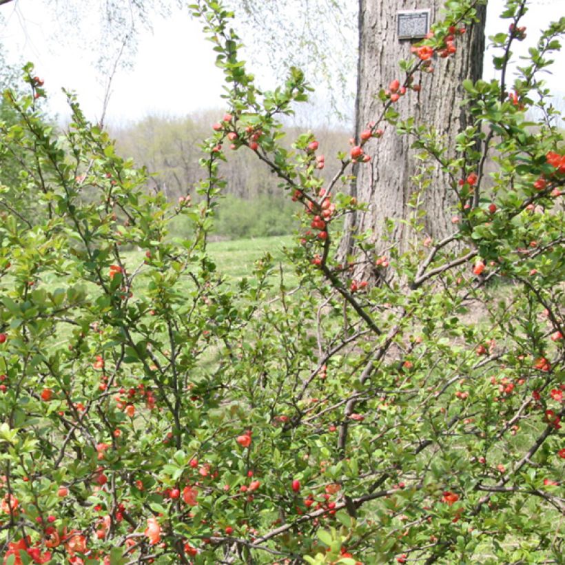 Cognassier du Japon Clementine - Chaenomeles superba (Feuillage)