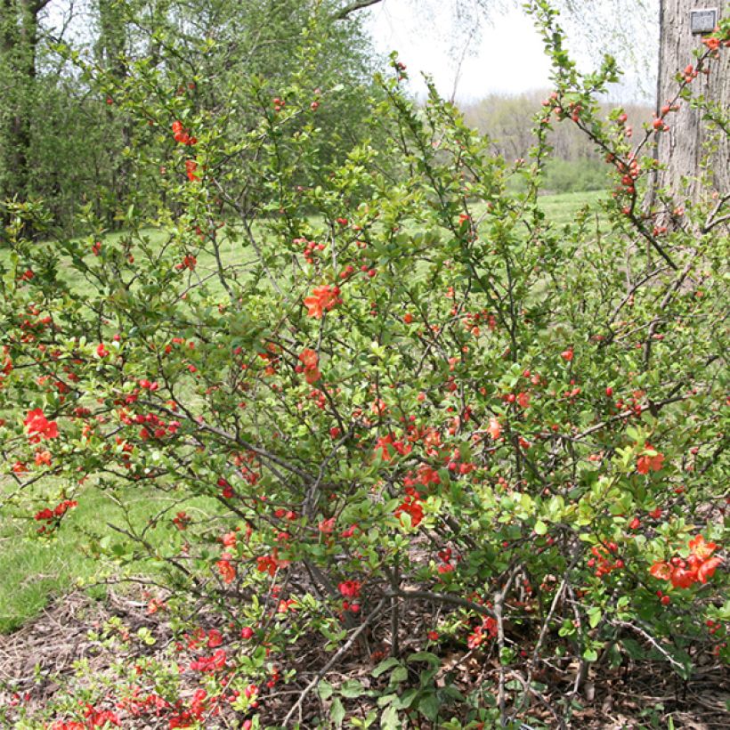 Cognassier du Japon Clementine - Chaenomeles superba (Port)