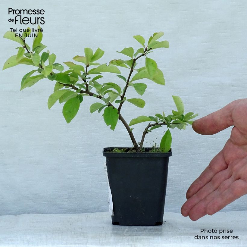 Spécimen de Chaenomeles superba Nicoline - Chaenomeles superba Godet de 8/9 cm tel que livré en été