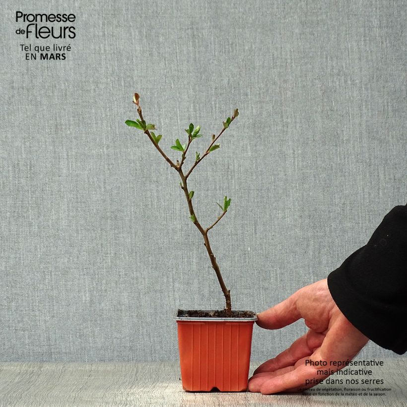 Spécimen de Chaenomeles superba Nicoline - Chaenomeles superba Godet de 8/9 cmHauteur livrée env. 10/15cm tel que livré au printemps