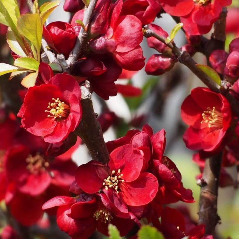 Cognassier du Japon - Chaenomeles x superba Hollandia (Floraison)