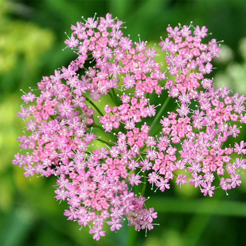 Chaerophyllum hirsutum Roseum - Cerfeuil hirsute (Floraison)