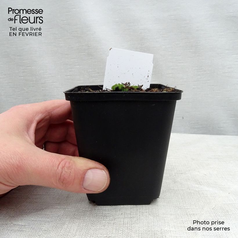 Spécimen de Chaerophyllum hirsutum Roseum - Cerfeuil hirsute Godet de 9cm tel que livré en hiver