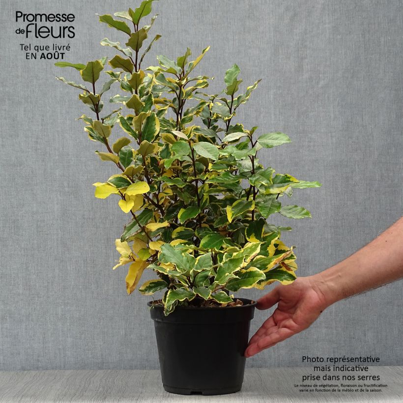 Spécimen de Elaeagnus x ebbingei Viveleg - Chalef Pot de 3L/4L tel que livré en été