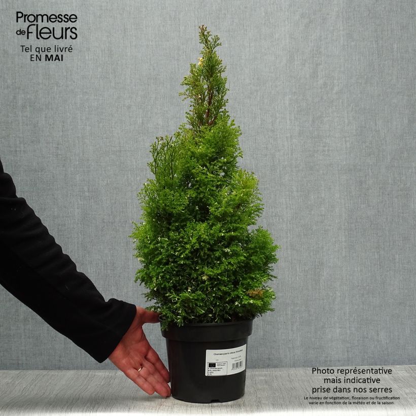 Spécimen de Faux cyprès du Japon - Chamaecyparis obtusa Snowflake Pot de 2L/3L tel que livré au printemps