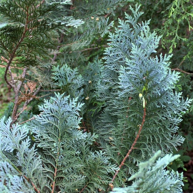 Chamaecyparis lawsoniana Alumii - Cyprès de Lawson (Feuillage)