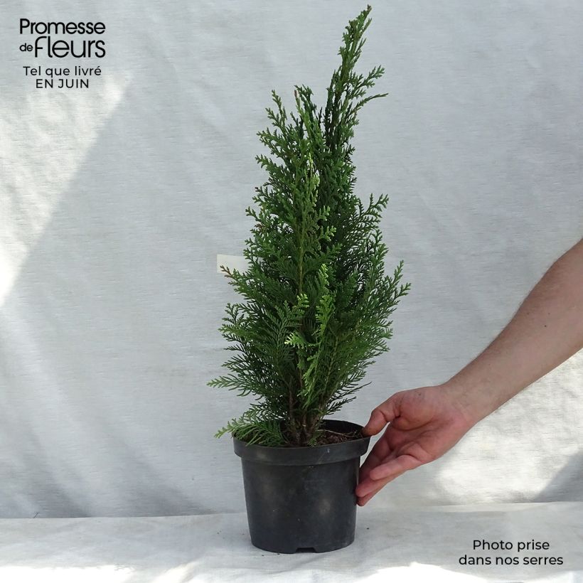 Spécimen de Chamaecyparis lawsoniana Alumii - Cyprès de Lawson Pot de 3L/4L tel que livré en été