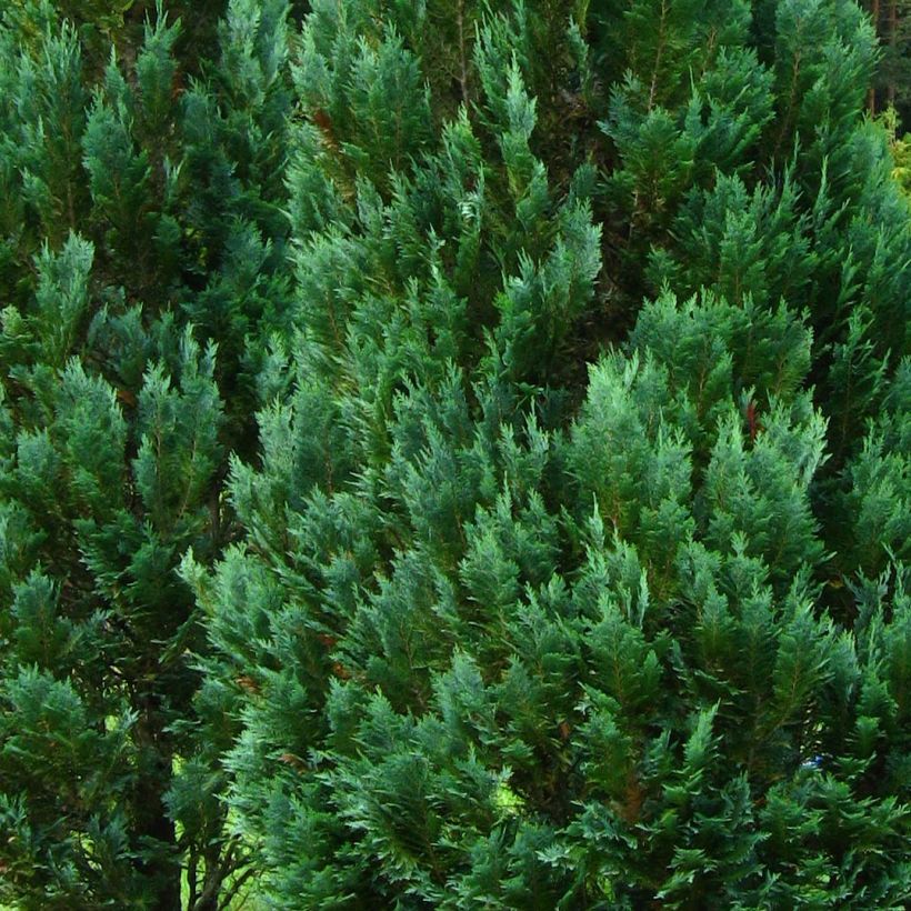 Chamaecyparis lawsoniana Columnaris - Cyprès de Lawson (Feuillage)