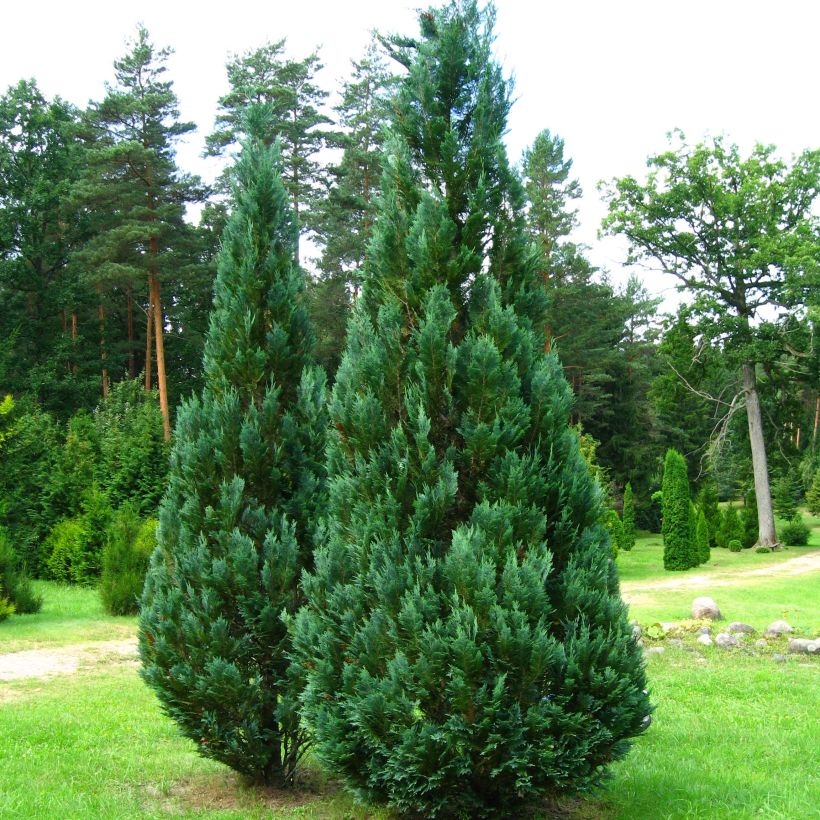 Chamaecyparis lawsoniana Columnaris - Cyprès de Lawson (Port)