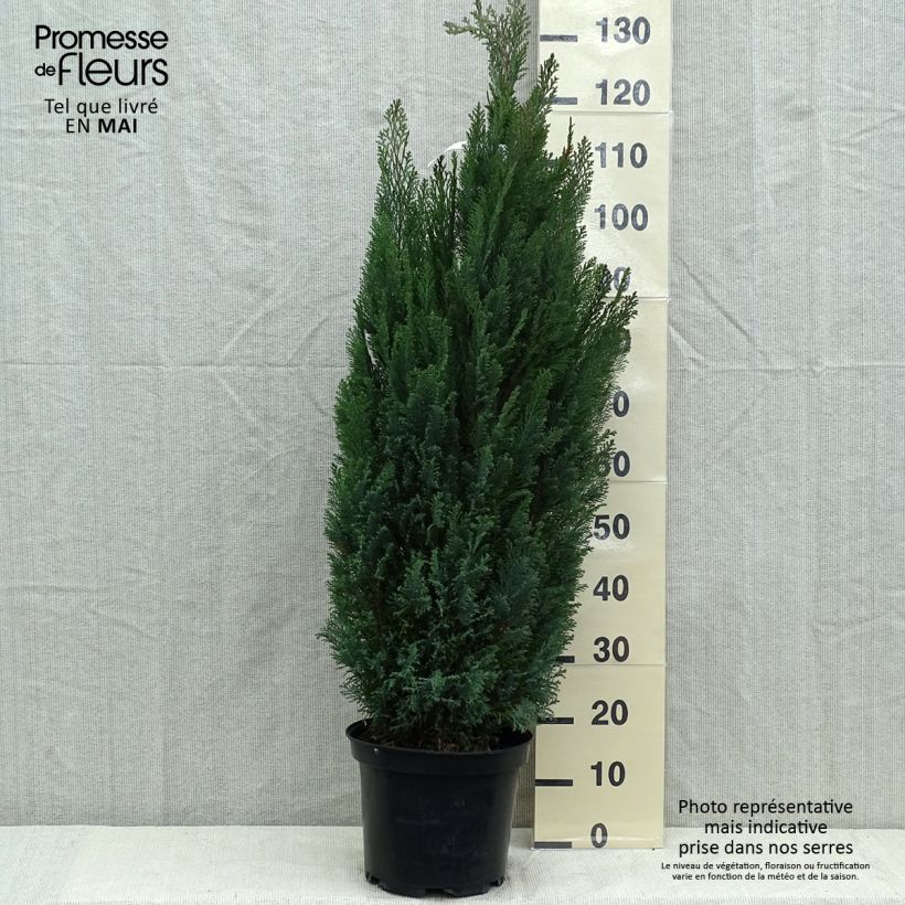 Spécimen de Chamaecyparis lawsoniana Elwoodii - Cyprès de Lawson en pot de 7,5L/10L tel que livré au printemps