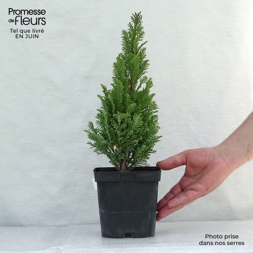Spécimen de Chamaecyparis lawsoniana Elwoodii - Cyprès de Lawson  Pot de 2L/3L tel que livré en été