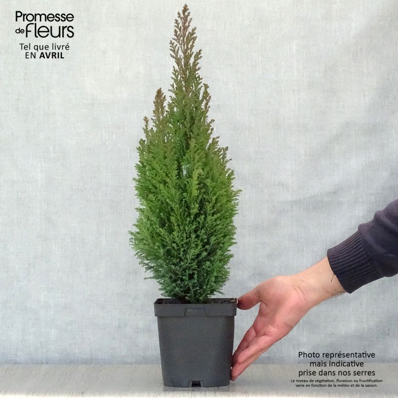 Spécimen de Chamaecyparis lawsoniana Elwoodii - Cyprès de Lawson en pot de 2L/3L tel que livré au printemps