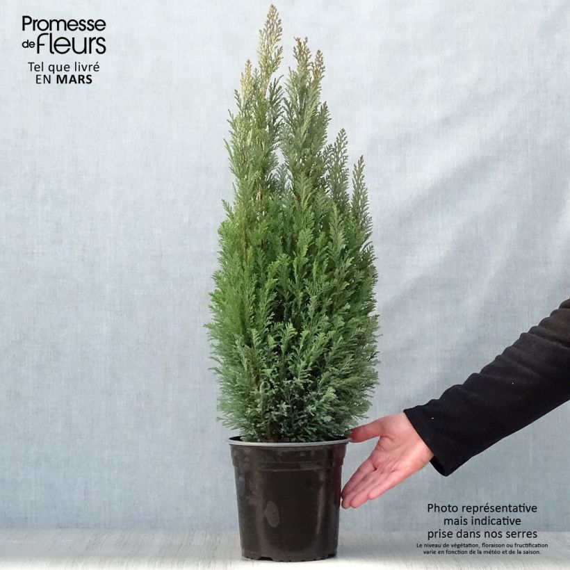 Spécimen de Chamaecyparis lawsoniana Elwoodii - Cyprès de Lawson en pot de 4L/5L tel que livré au printemps