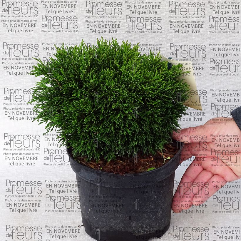 Exemple de spécimen de Chamaecyparis lawsoniana Green Globe - Cyprès de Lawson nain            tel que livré