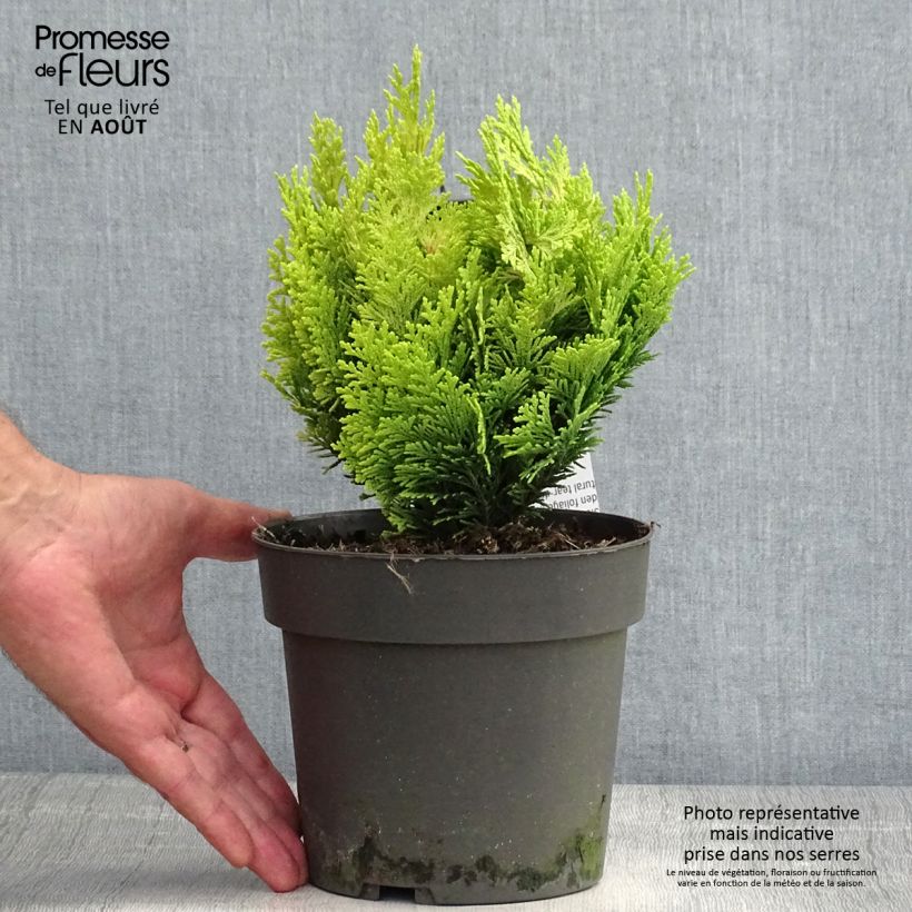 Spécimen de Chamaecyparis lawsoniana Minima Aurea - Cyprès de Lawson nain tel que livré en ete