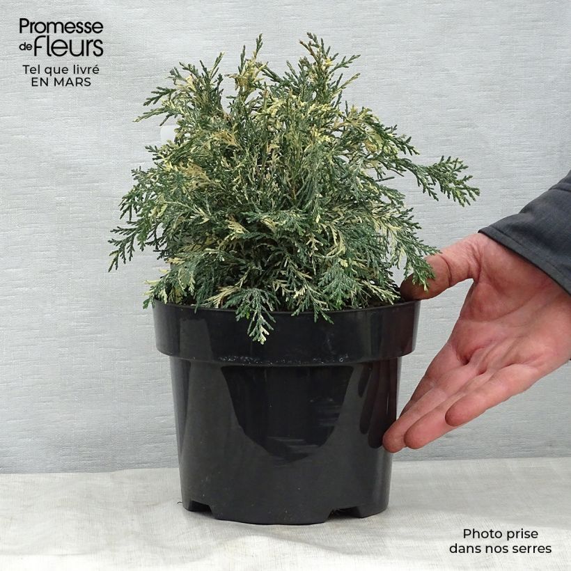 Spécimen de Chamaecyparis lawsoniana Pearly Swirls - Cyprès de Lawson en pot de 2L/3L tel que livré au printemps
