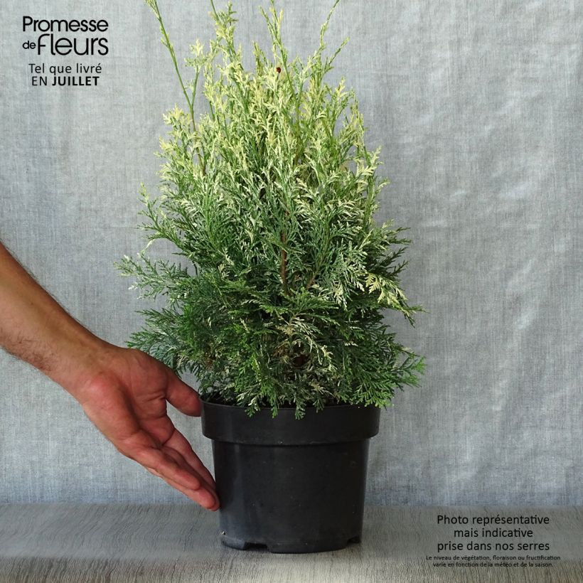 Spécimen de Chamaecyparis lawsoniana Pearly Swirls - Cyprès de Lawson Pot de 2L/3L tel que livré en été