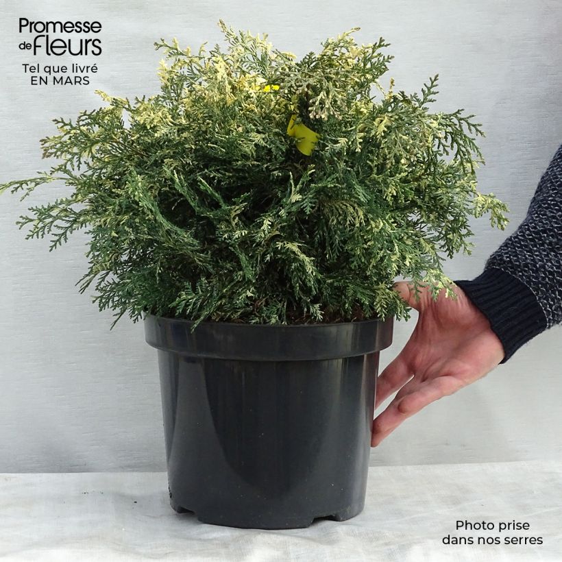 Spécimen de Chamaecyparis lawsoniana Pearly Swirls - Cyprès de Lawson en pot de 7,5/10L tel que livré au printemps