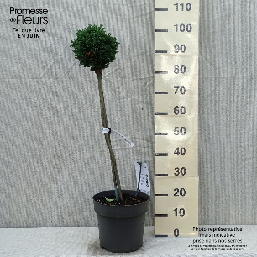 Spécimen de Chamaecyparis lawsoniana Rimpelaar - Cyprès de Lawson nain - Pot de 7,5L/10L - sur tige tel que livré au printemps