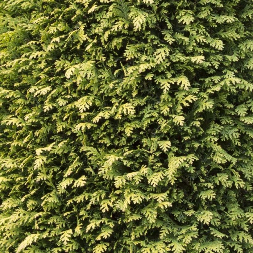 Cyprès de Lawson - Chamaecyparis lawsoniana Stardust (Feuillage)