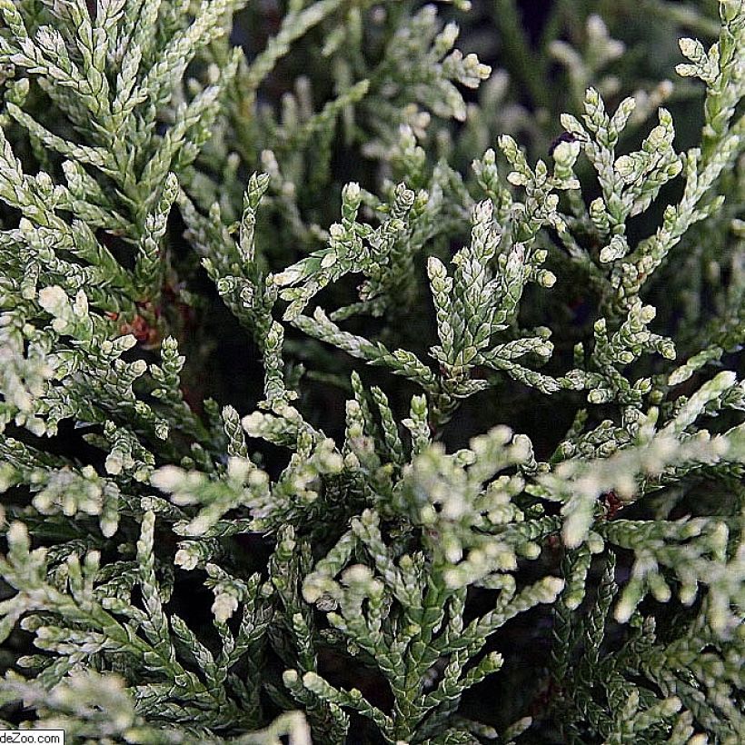 Cyprès de Lawson - Chamaecyparis lawsoniana White Spot (Feuillage)