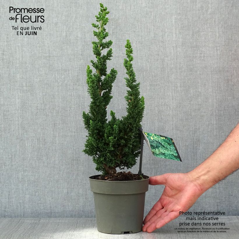 Spécimen de Chamaecyparis lawsoniana Wissel's Saguaro - Cyprès de Lawson - Pot de 2L/3L tel que livré au printemps