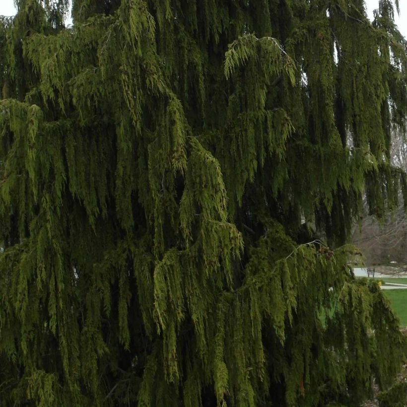 Chamaecyparis nootkatensis Pendula - Cyprès de Nootka pleureur (Feuillage)